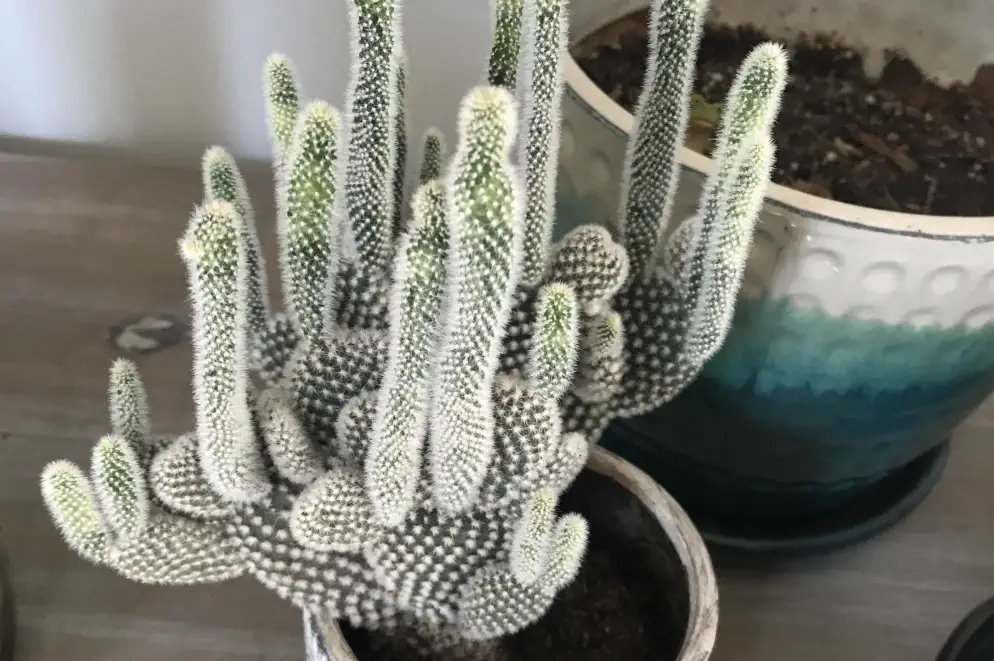 仙人掌徒長處理方法