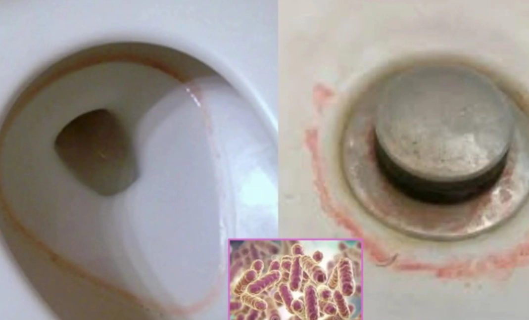 馬桶粉紅色黴菌