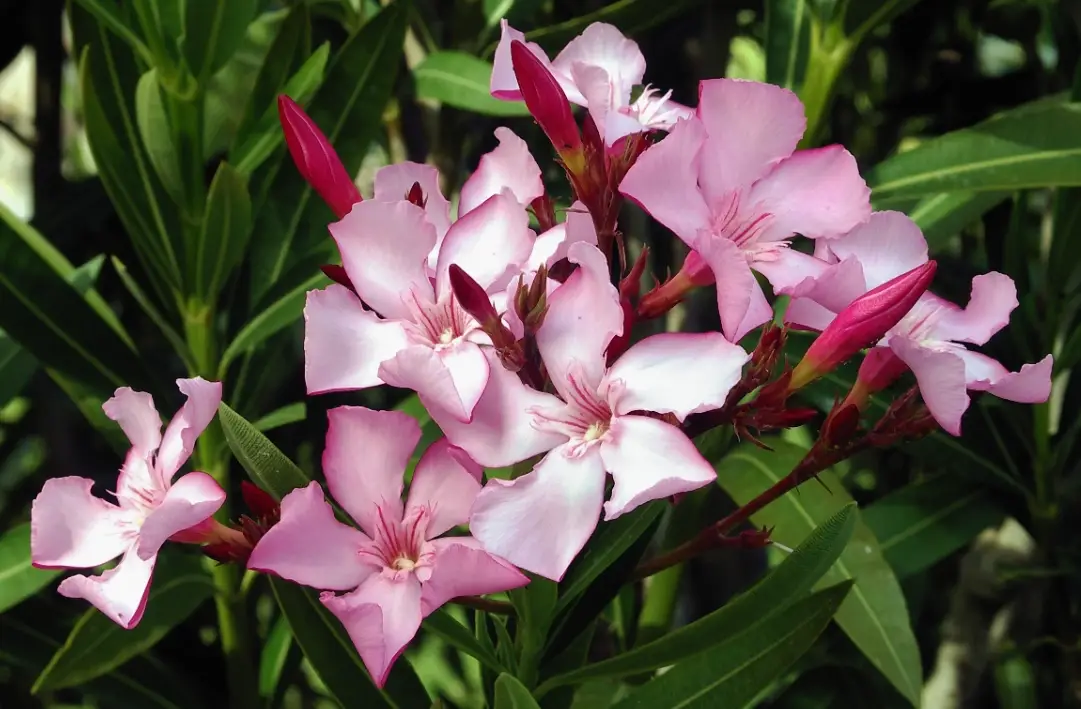 狗狗中毒植物 狗狗中毒植物