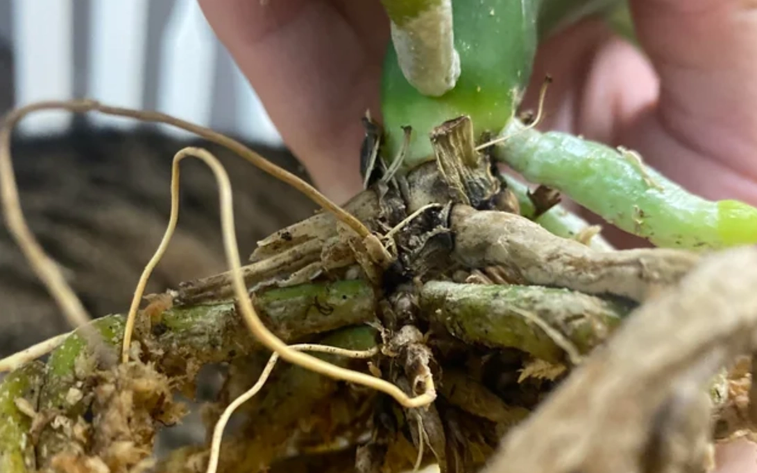 玉蘭花爛根處理