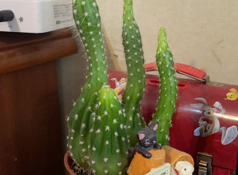 仙人掌徒長處理方法