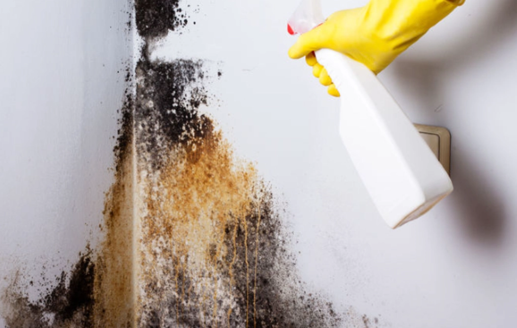 小蘇打除霉方法 小蘇打除霉方法