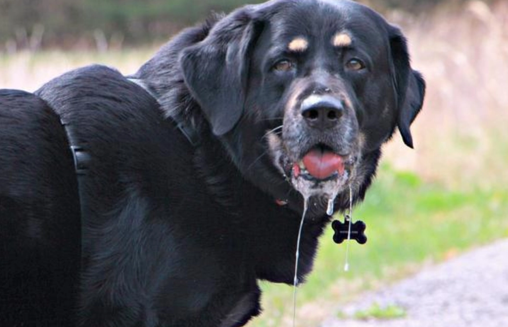 狗狗中毒植物 狗狗中毒植物