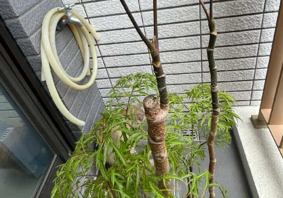室內植物修剪