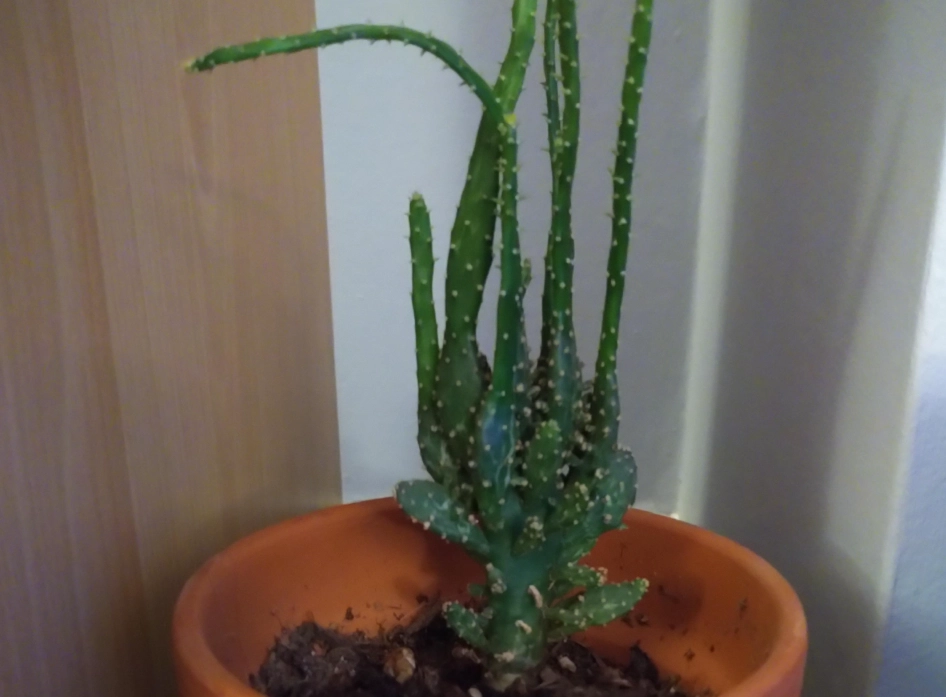 仙人掌徒長處理