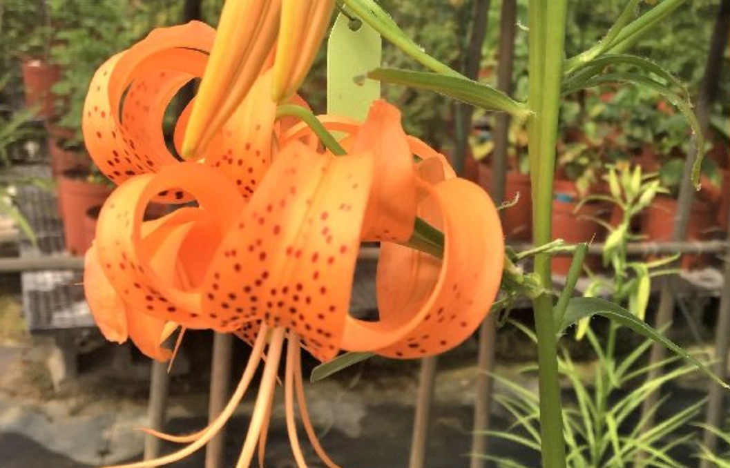 狗狗飼主必讀：對狗有毒的植物清單、症狀與防護全攻略