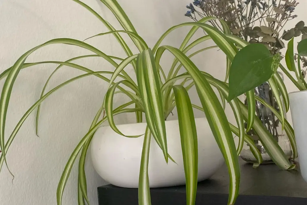 寵物安全植物 寵物安全植物