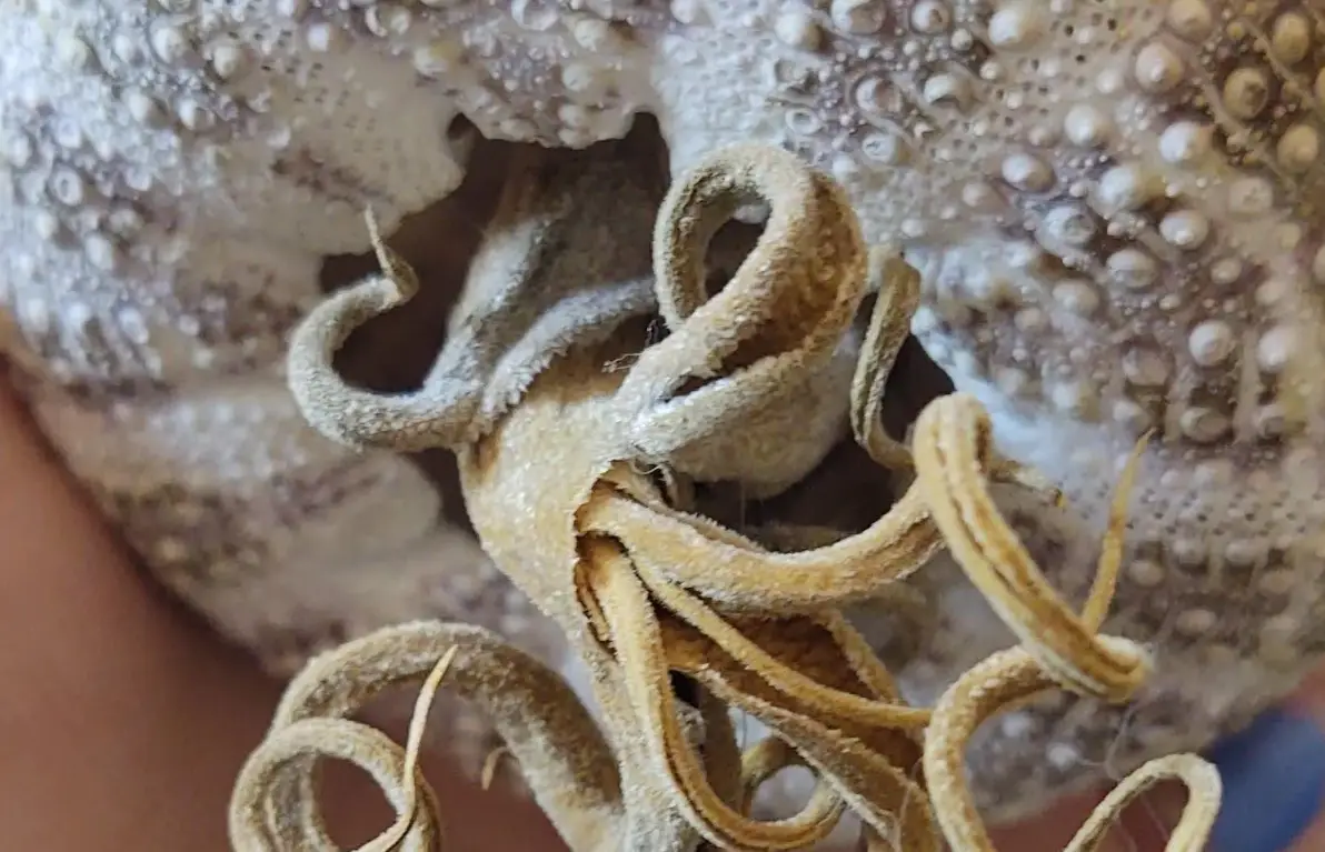 空氣鳳梨急救方法