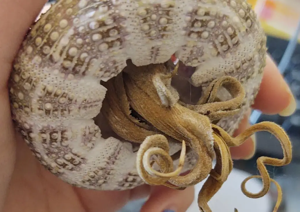 空氣鳳梨死亡原因