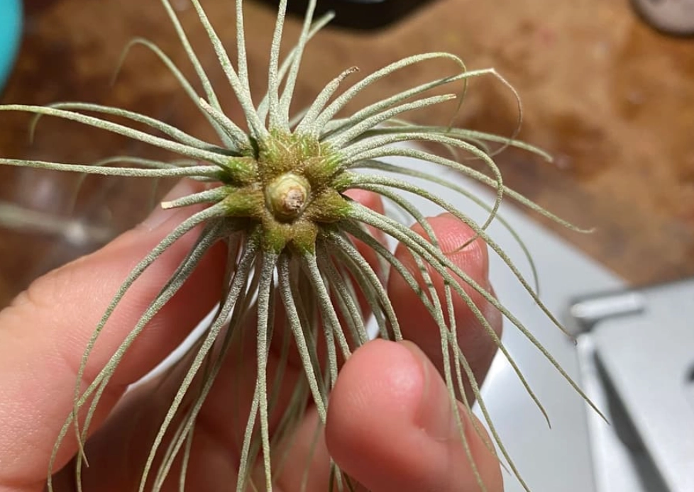 空氣鳳梨葉子枯黃