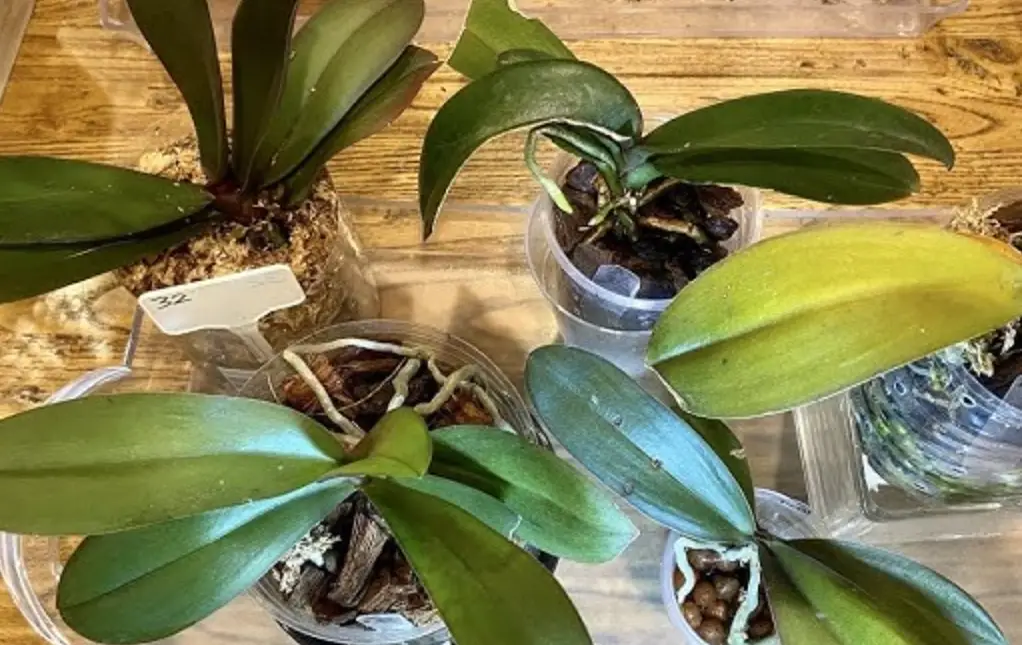 蝴蝶蘭組織培養