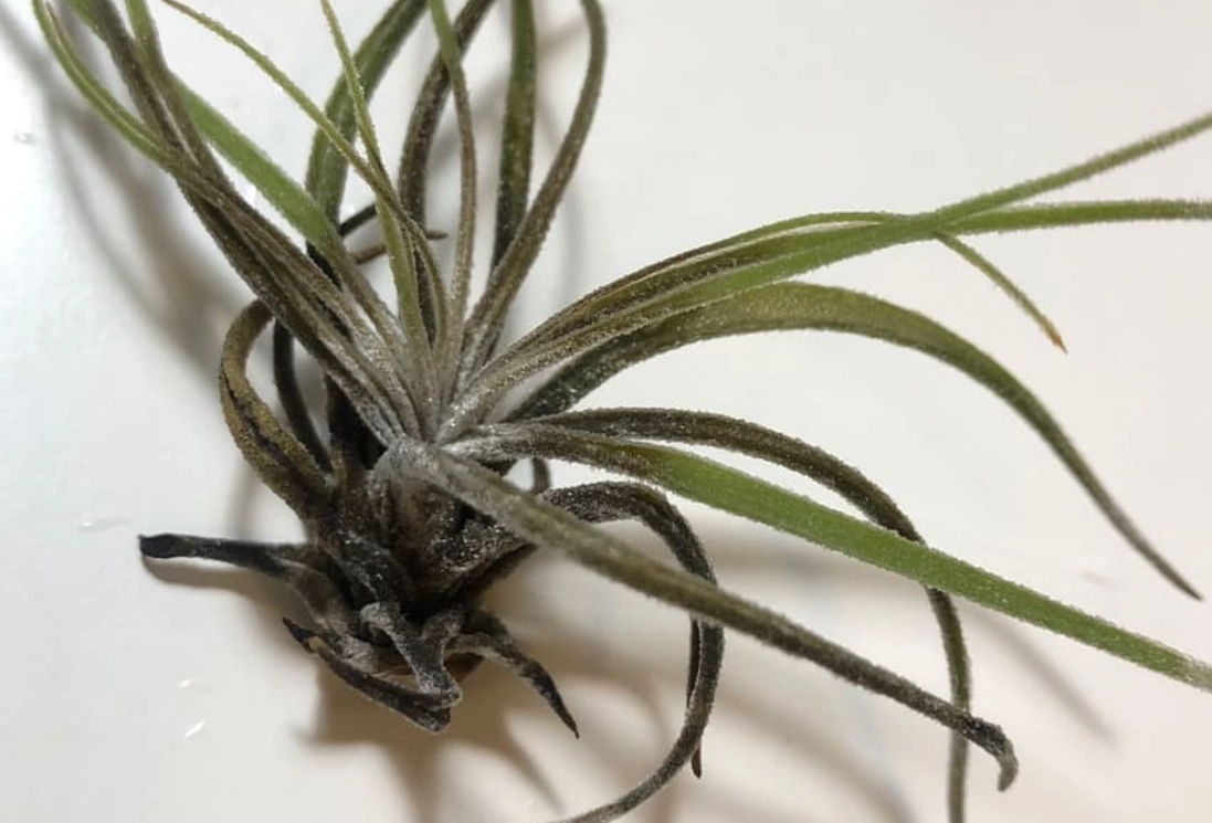 空氣鳳梨葉子枯黃