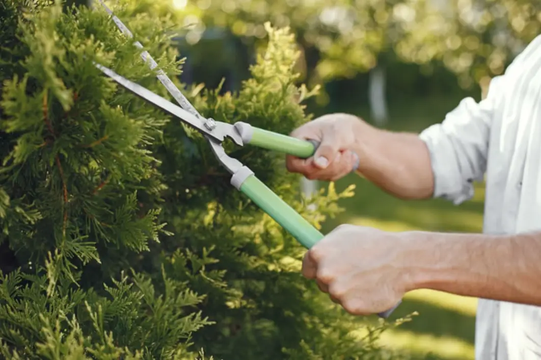 樹木修剪方法 樹木修剪方法