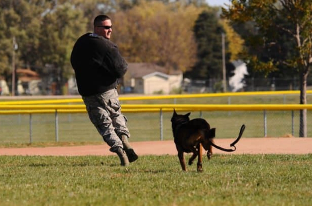 夢見被狗追咬：解夢專家深度解析與實用應對指南