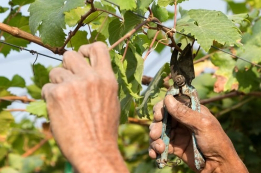 葡萄如何修剪
