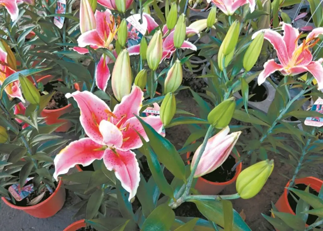 家居 綠化 寵物