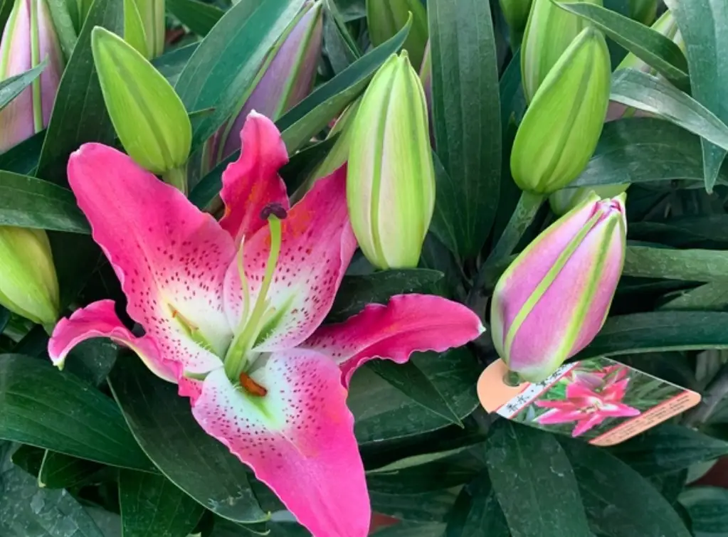 家居 綠化 寵物