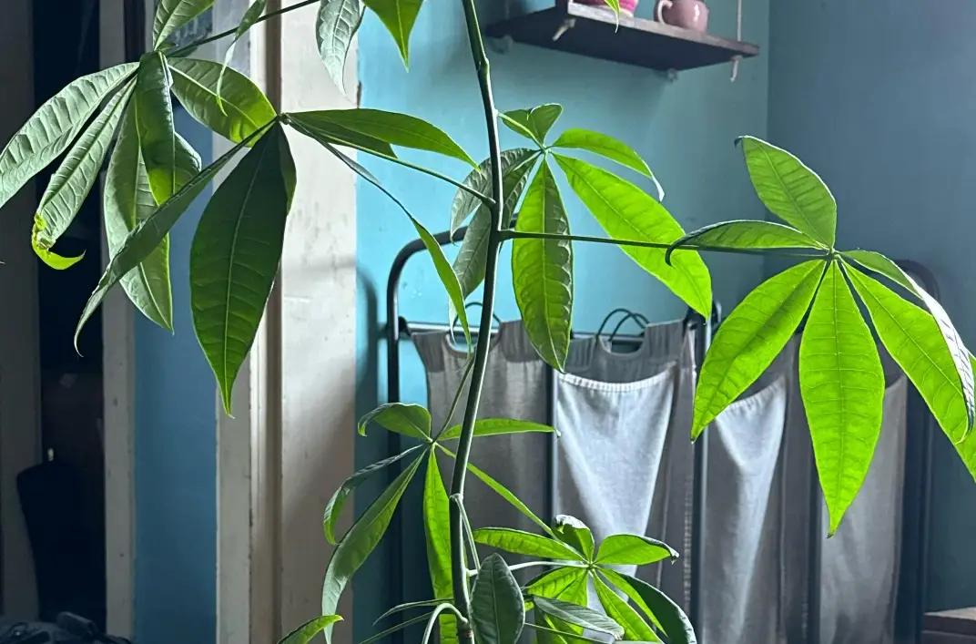 發財樹徒長怎麼辦