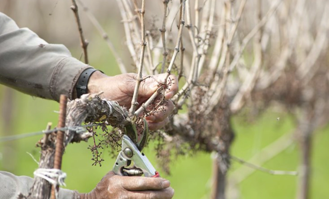 葡萄修剪