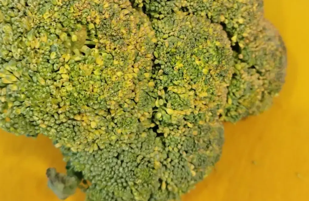 花椰菜變黃原因