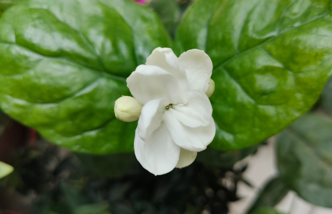 如何延長茉莉花壽命 如何延長茉莉花壽命