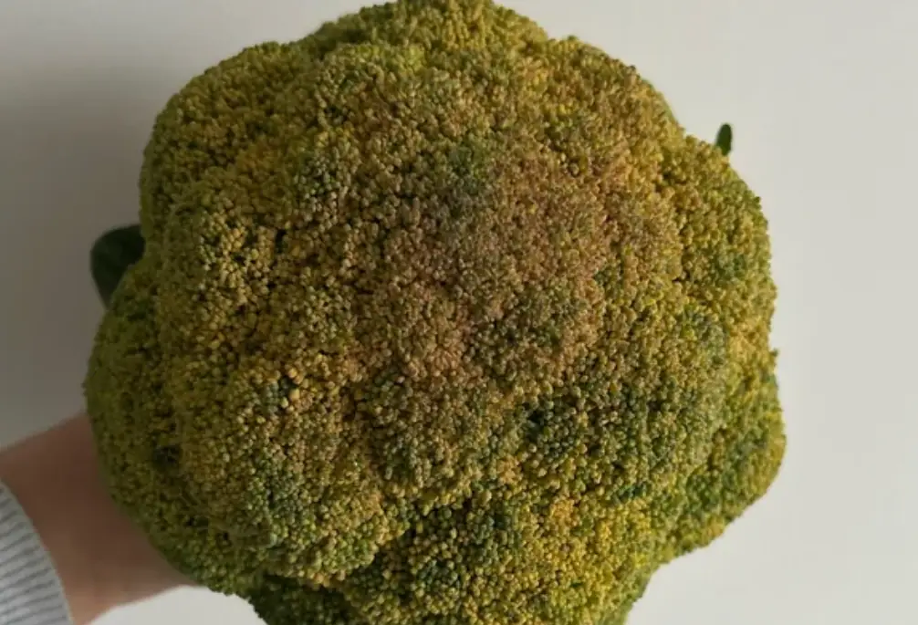 花椰菜保存方法