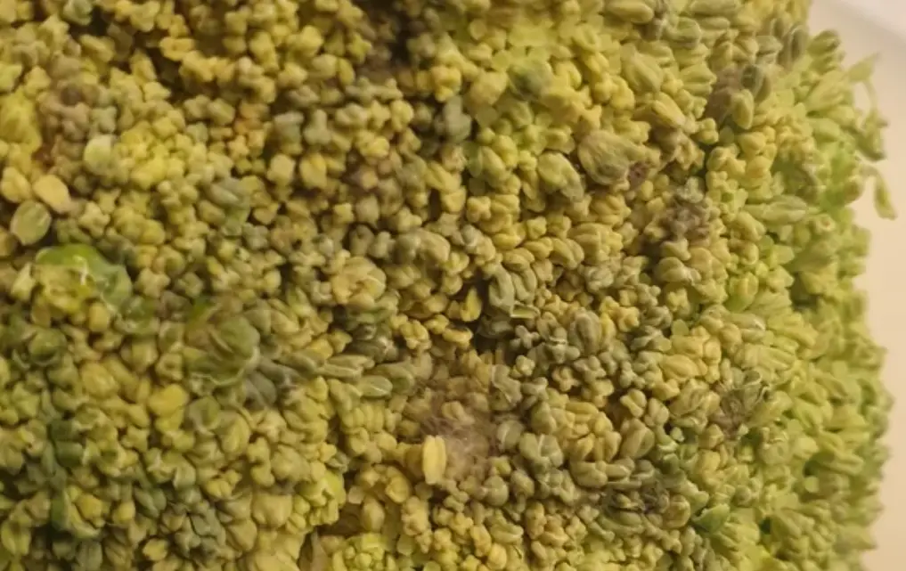 花椰菜保存方法