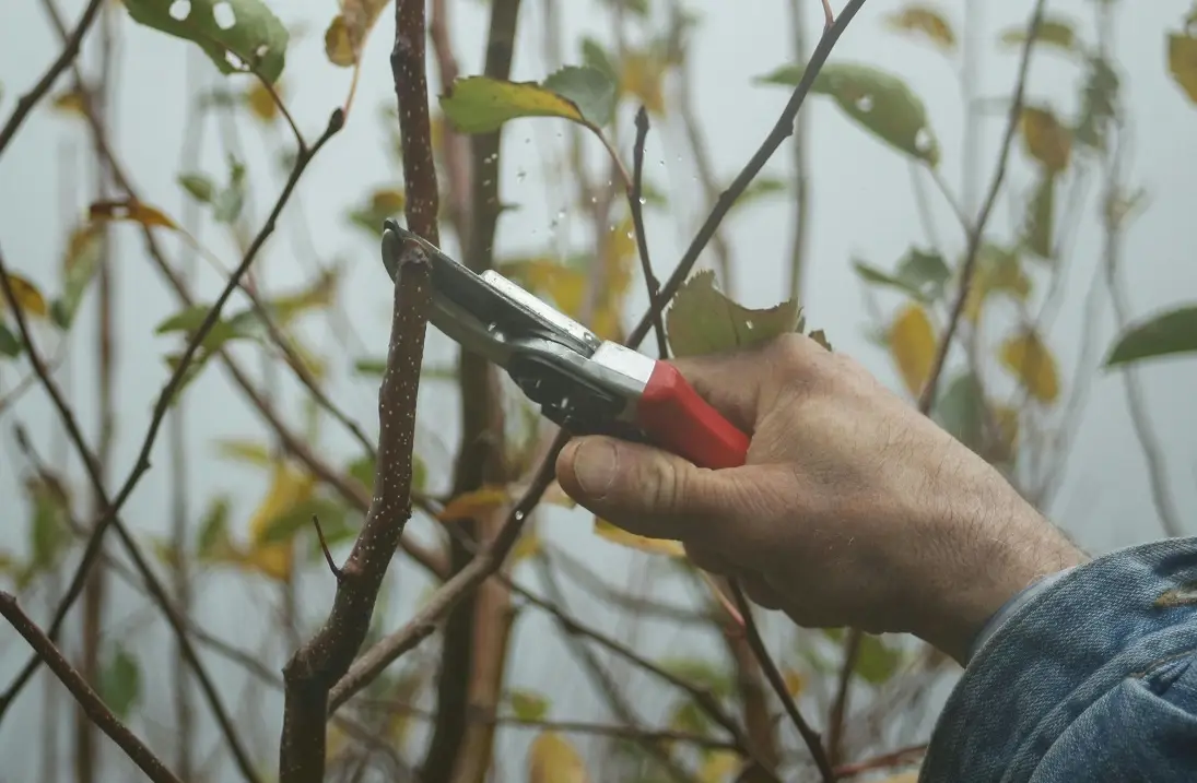 修剪時機 修剪時機