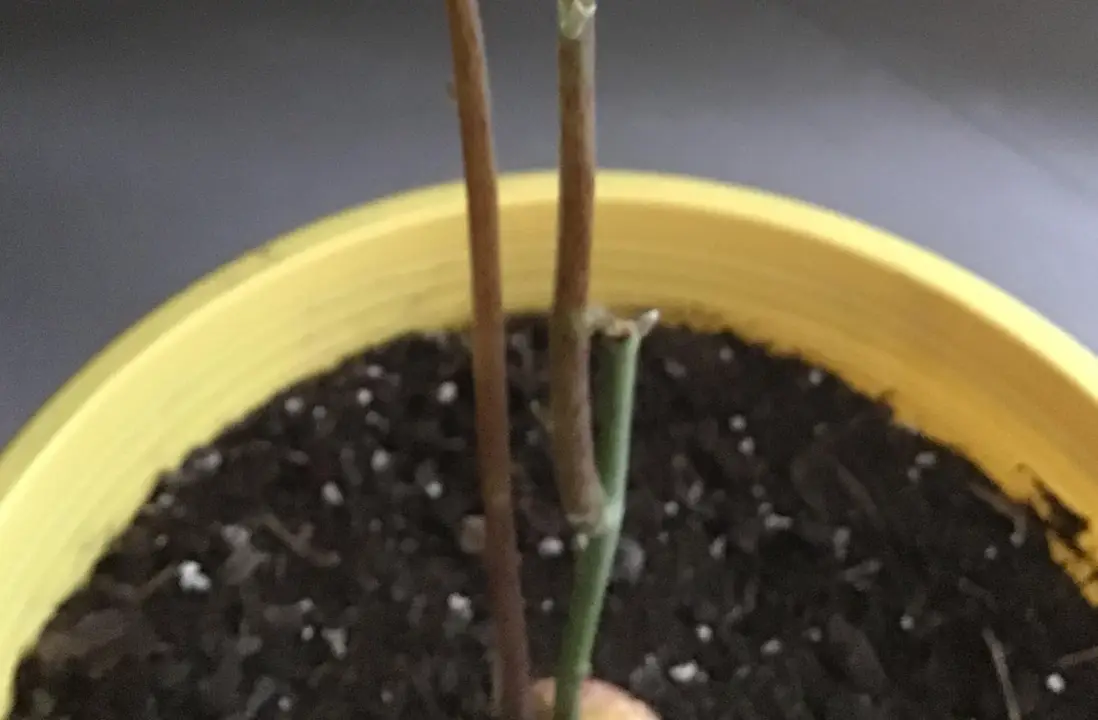 酪梨樹修剪技巧