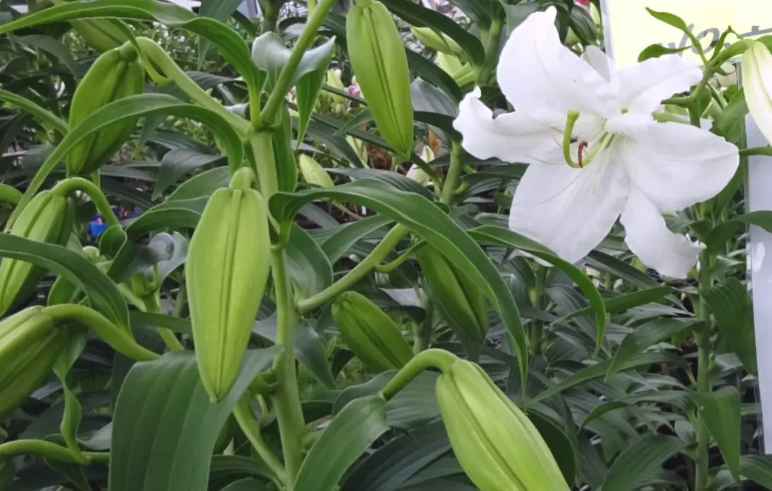 香水百合 狗 安全