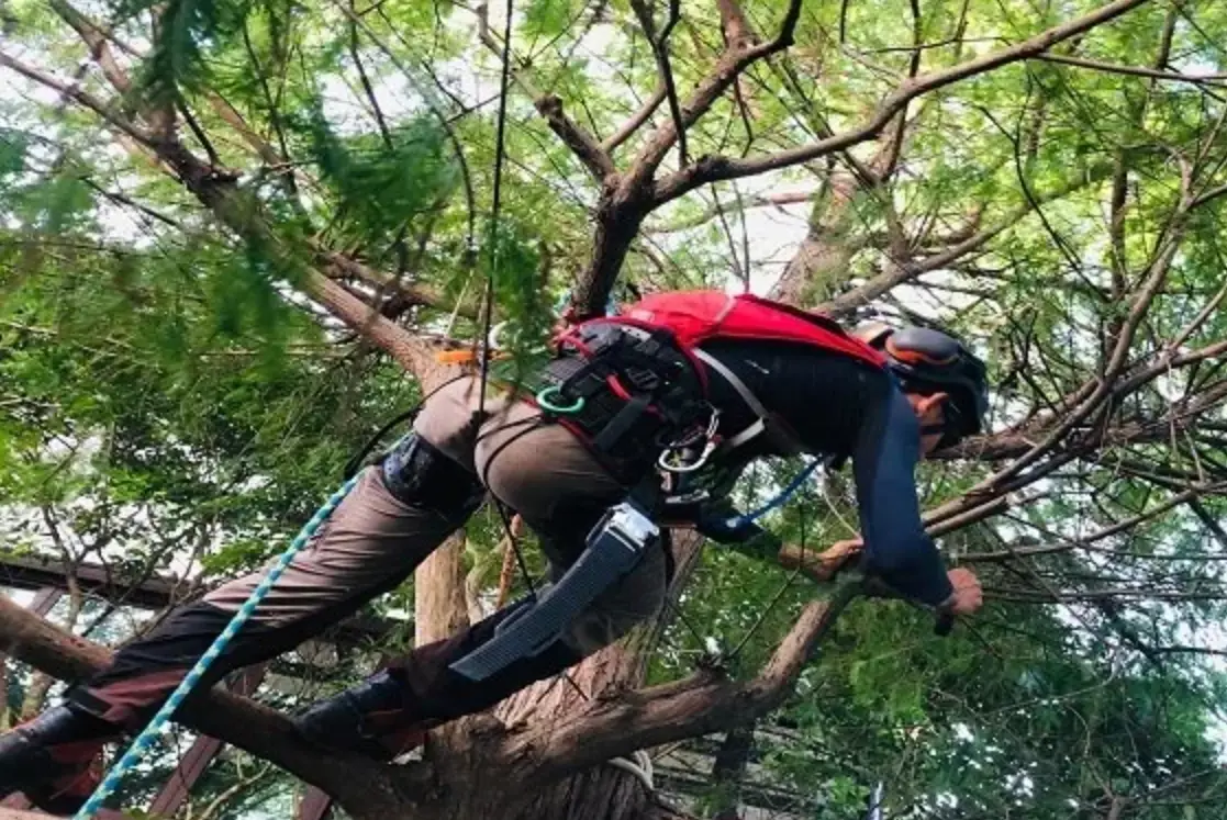 樹木修剪方法 樹木修剪方法