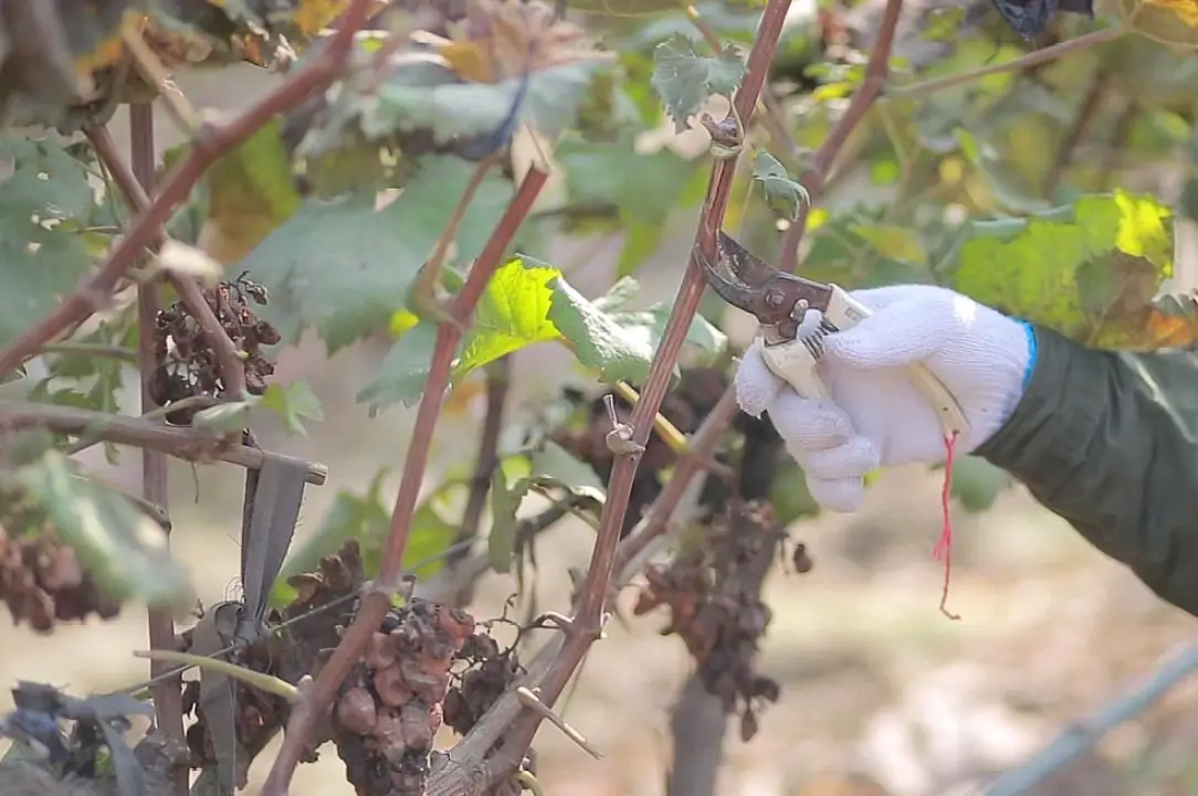 葡萄修剪