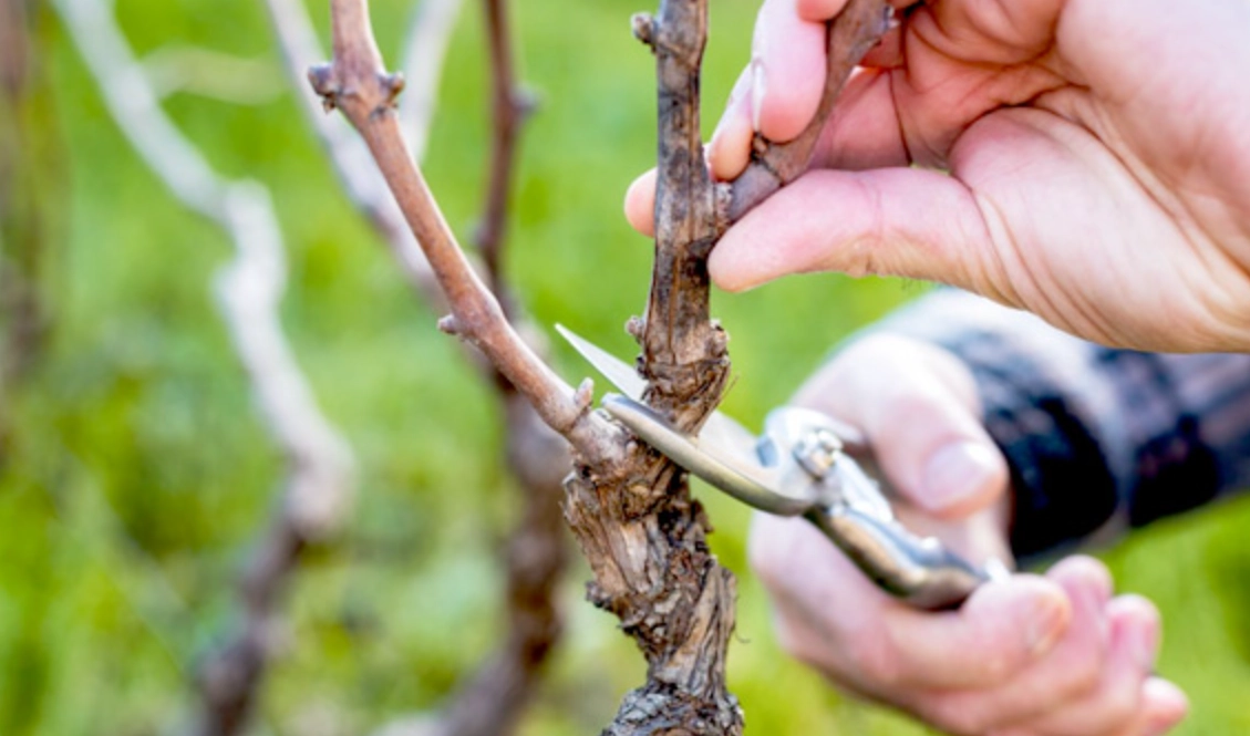 葡萄修剪方法