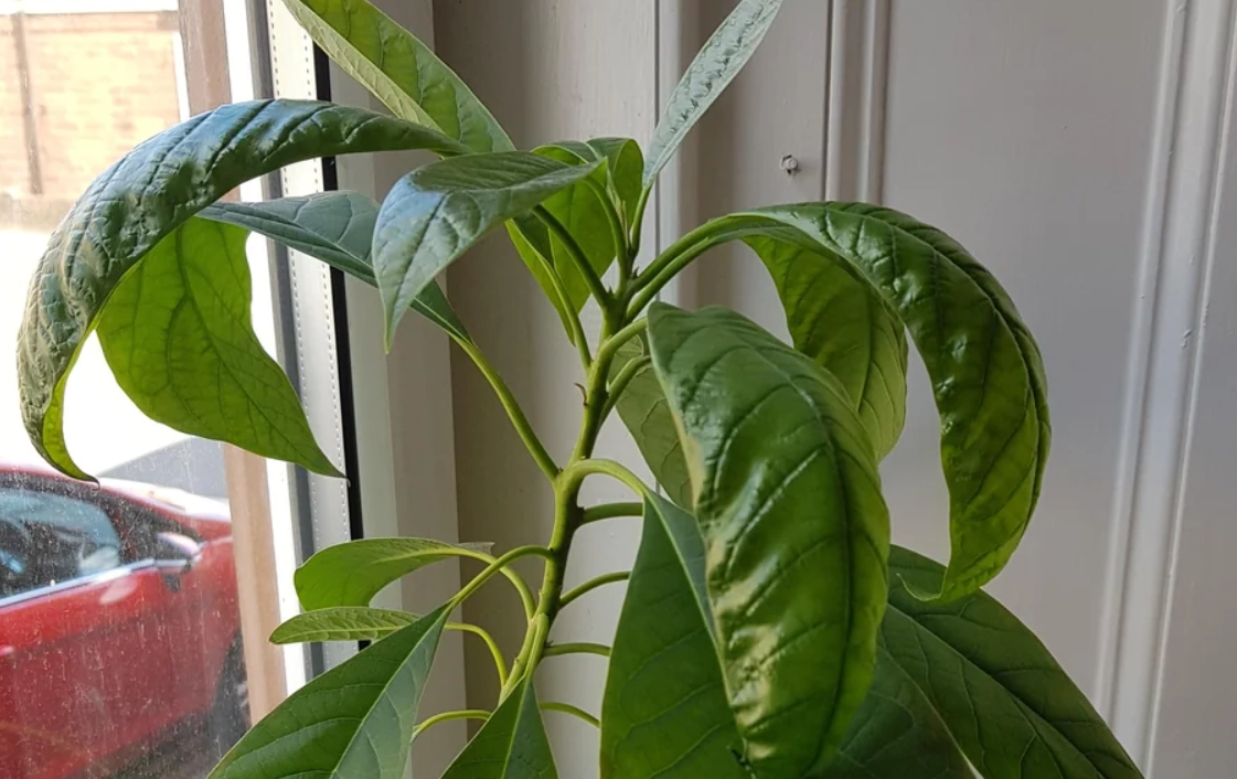 酪梨 病害 處理 酪梨 病害 處理