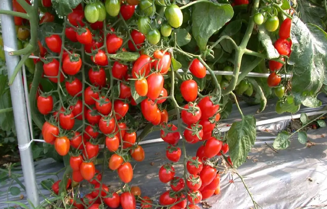 番茄夏季栽培