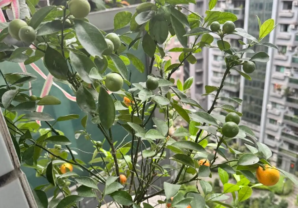 金桔開花 金桔開花