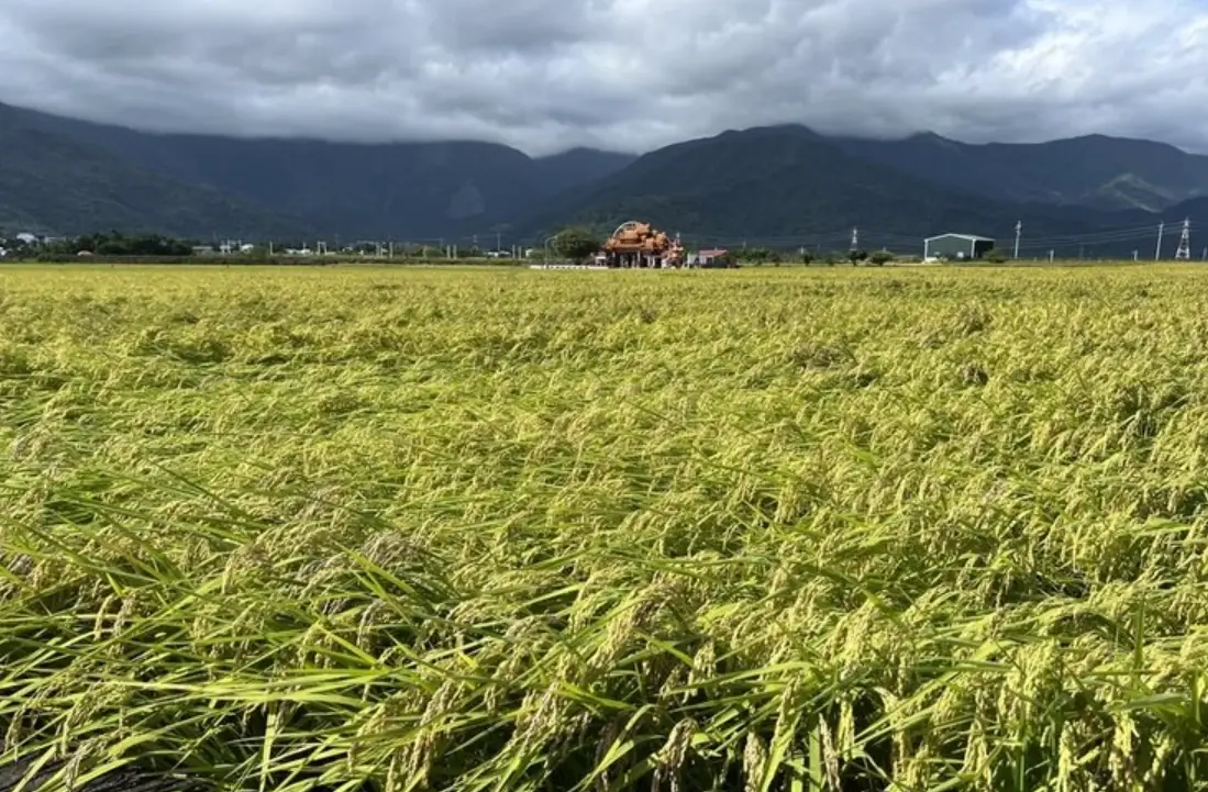 台南11號稻米