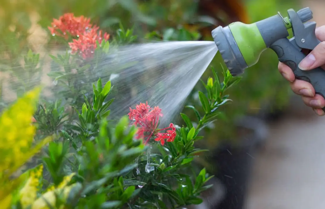 室內植物澆水方法