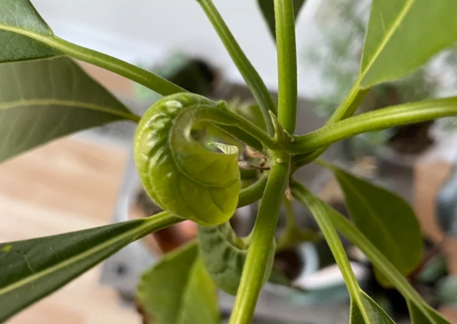 酪梨 捲葉 原因 酪梨 捲葉 原因