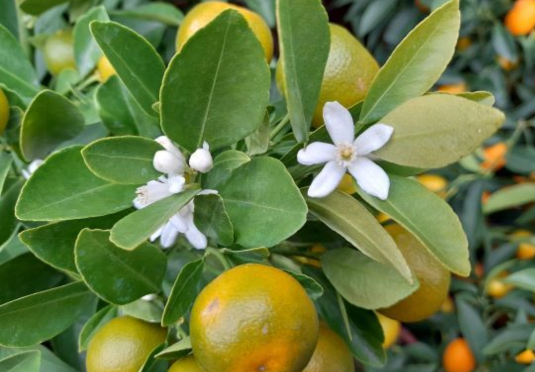 盆栽金桔照顧 盆栽金桔照顧