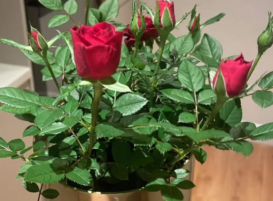 玫瑰花可以放房間嗎