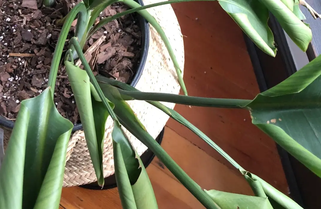 天堂鳥葉子捲曲