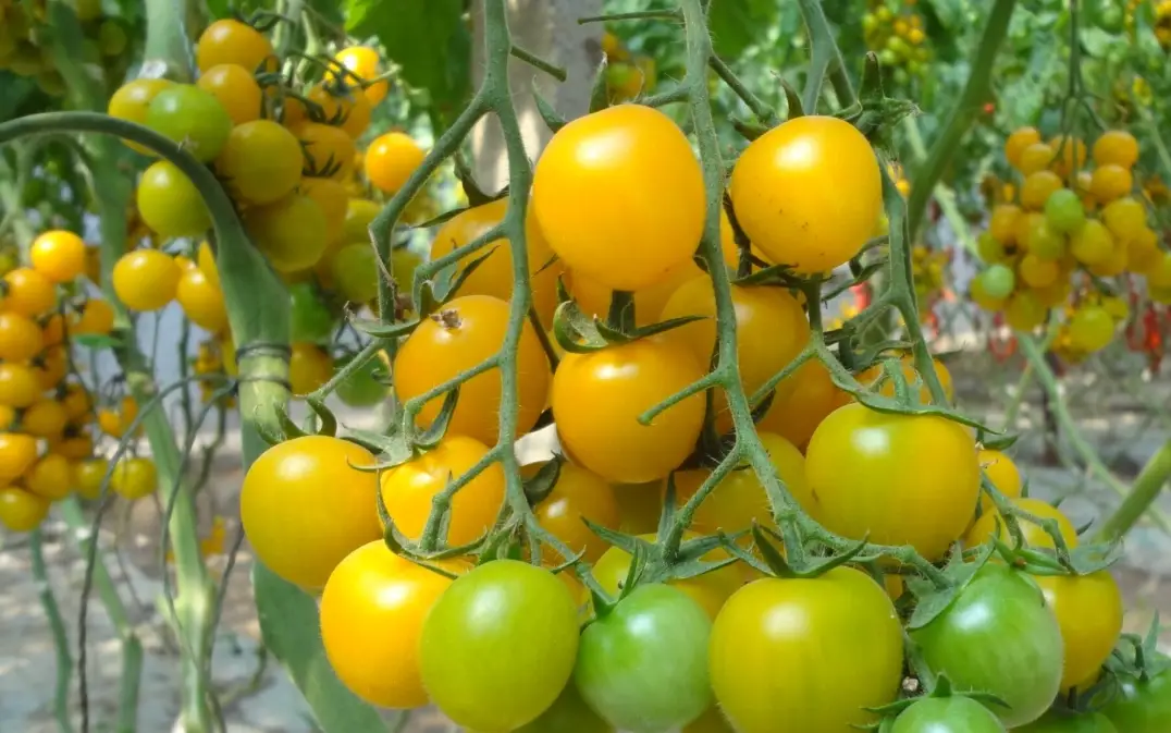 耐熱番茄推薦