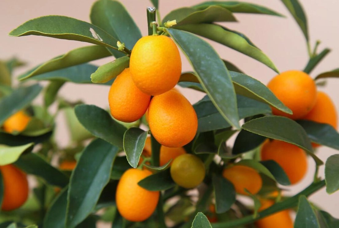 盆栽金桔照顧 盆栽金桔照顧