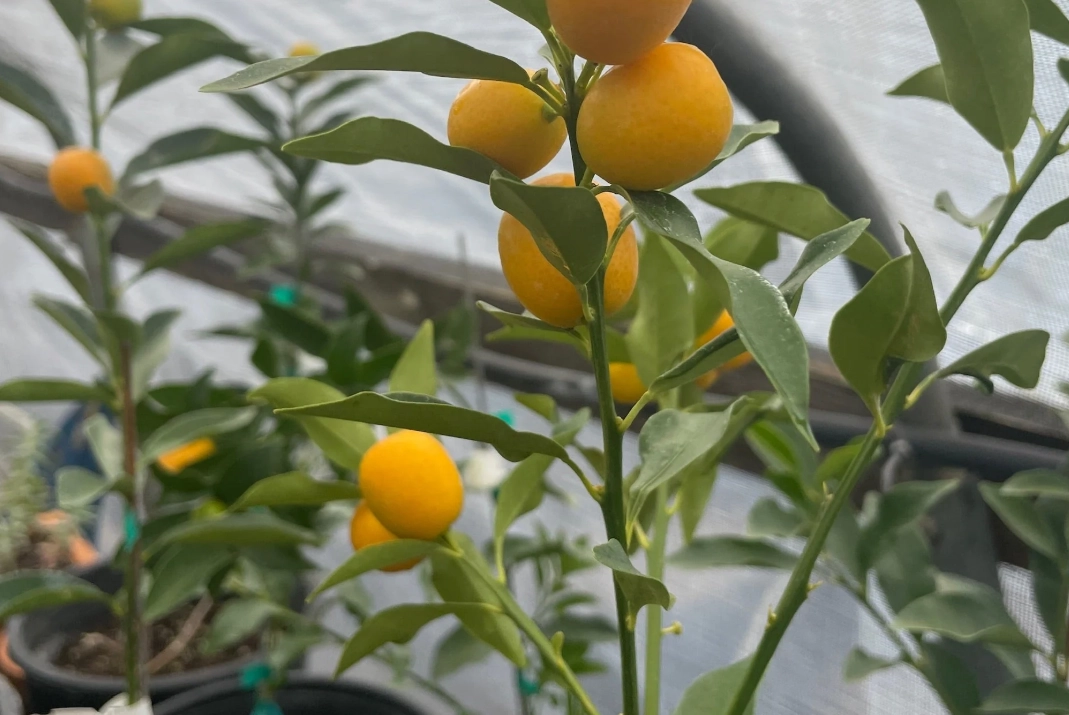 金桔結果 金桔結果