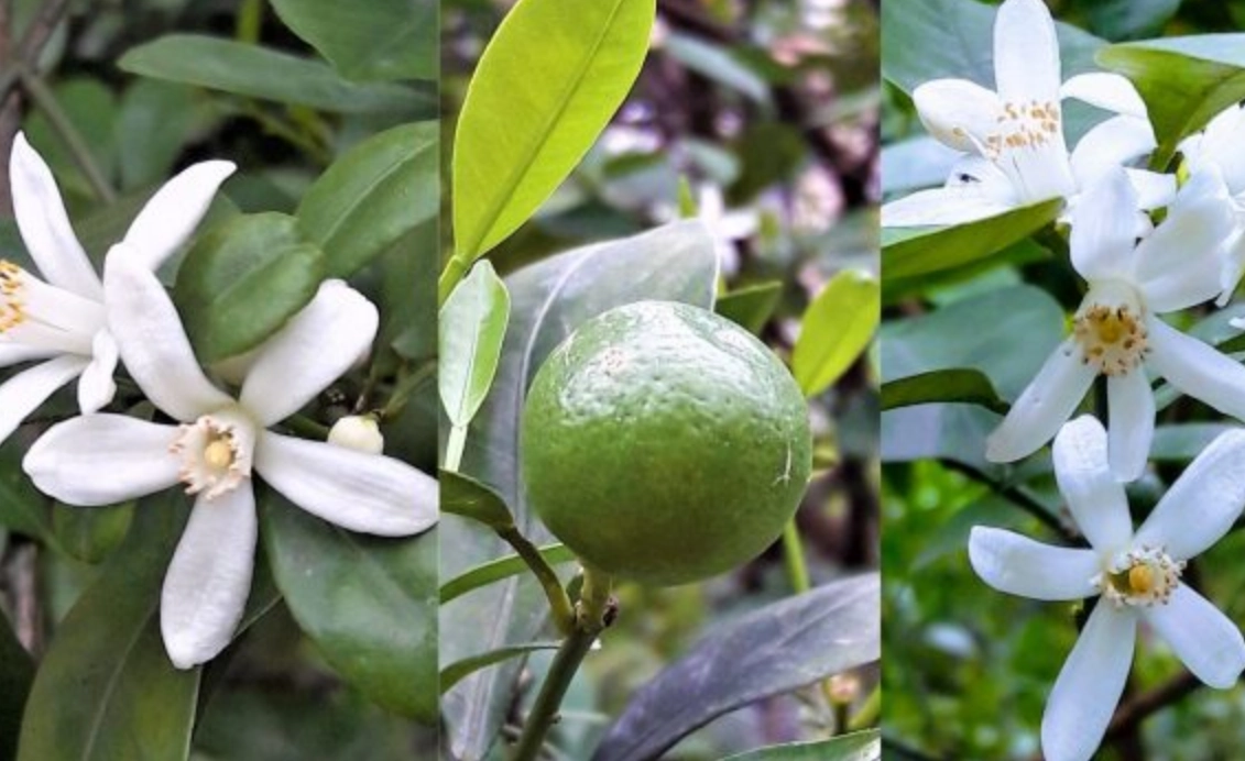 如何讓金桔開花結果