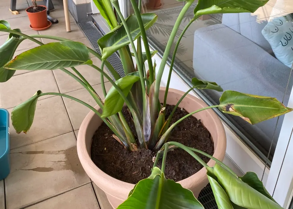 天堂鳥葉子捲曲