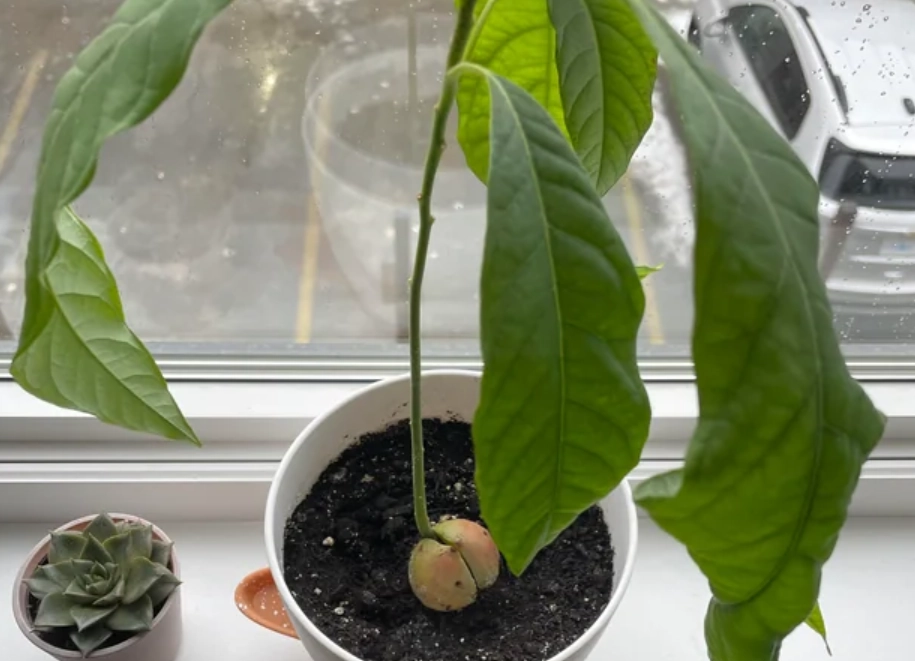 酪梨 葉子 捲曲 酪梨 葉子 捲曲