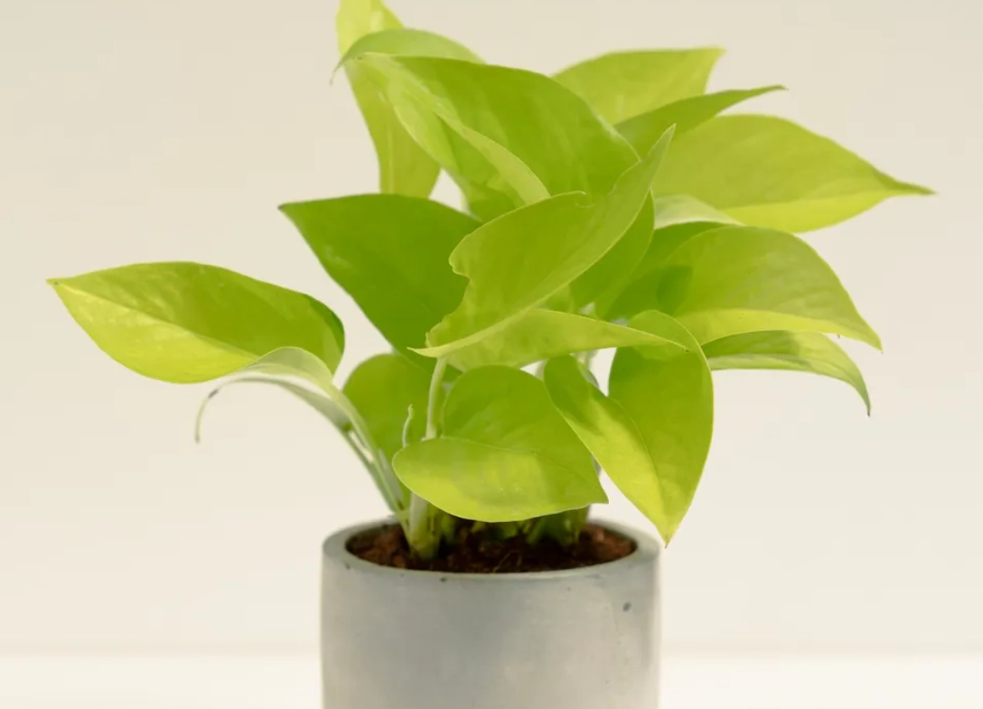 黃金葛汁判決書