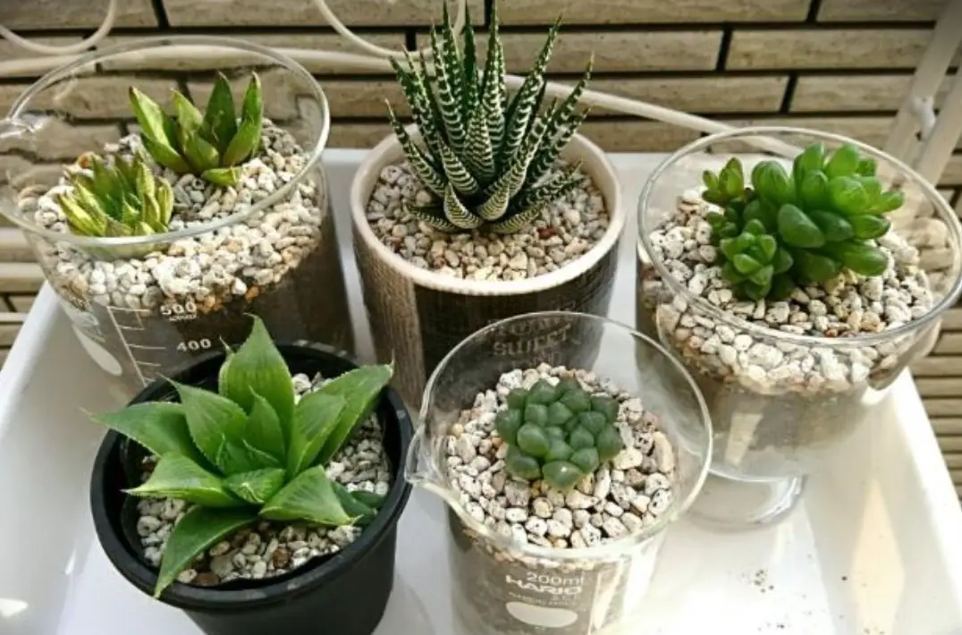多肉植物 照顧